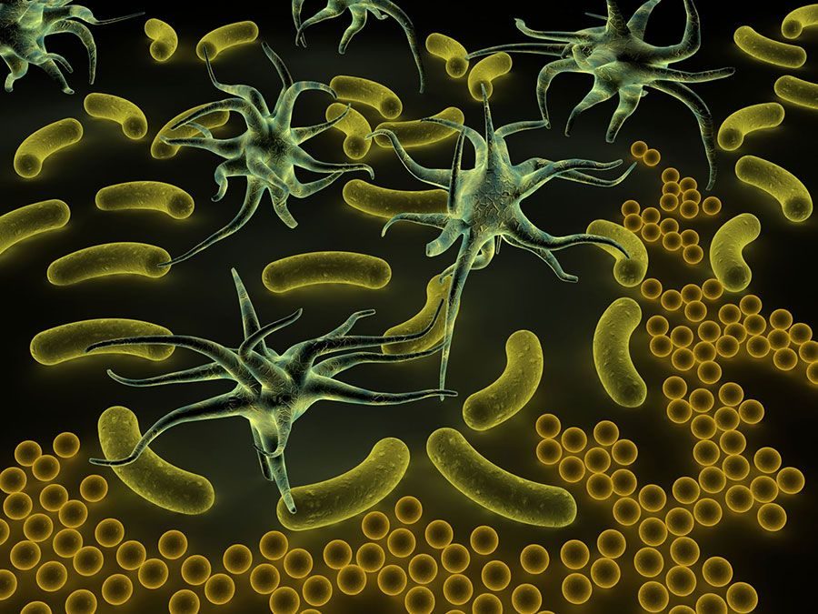 The Fascinating World of Microbes: Understanding the Tiny Organisms That Rule Our Planet